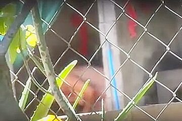 Desi Peeping Tom