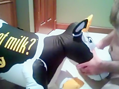 Milking a larger cow ( two of two )