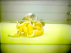 Mixed Ring wrestling  Vintage 7