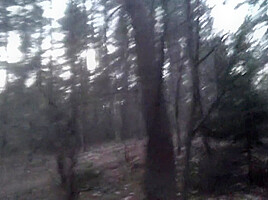 Nude Forest Walk With Big Roadside Piss And Nearly Caught! Flashjocks
