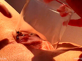 Queensect Wasp Experiment 3
