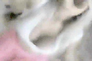 Shemale Loves Sucking Black Cock