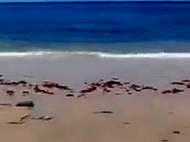 Westy and Shione topless beach walk