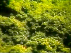 brazilian's vintage movie 4 #gallato