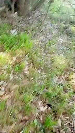 exhibitionist slutwife outdoors blowjob